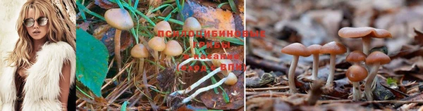 PSILOCYBIN Алексеевка